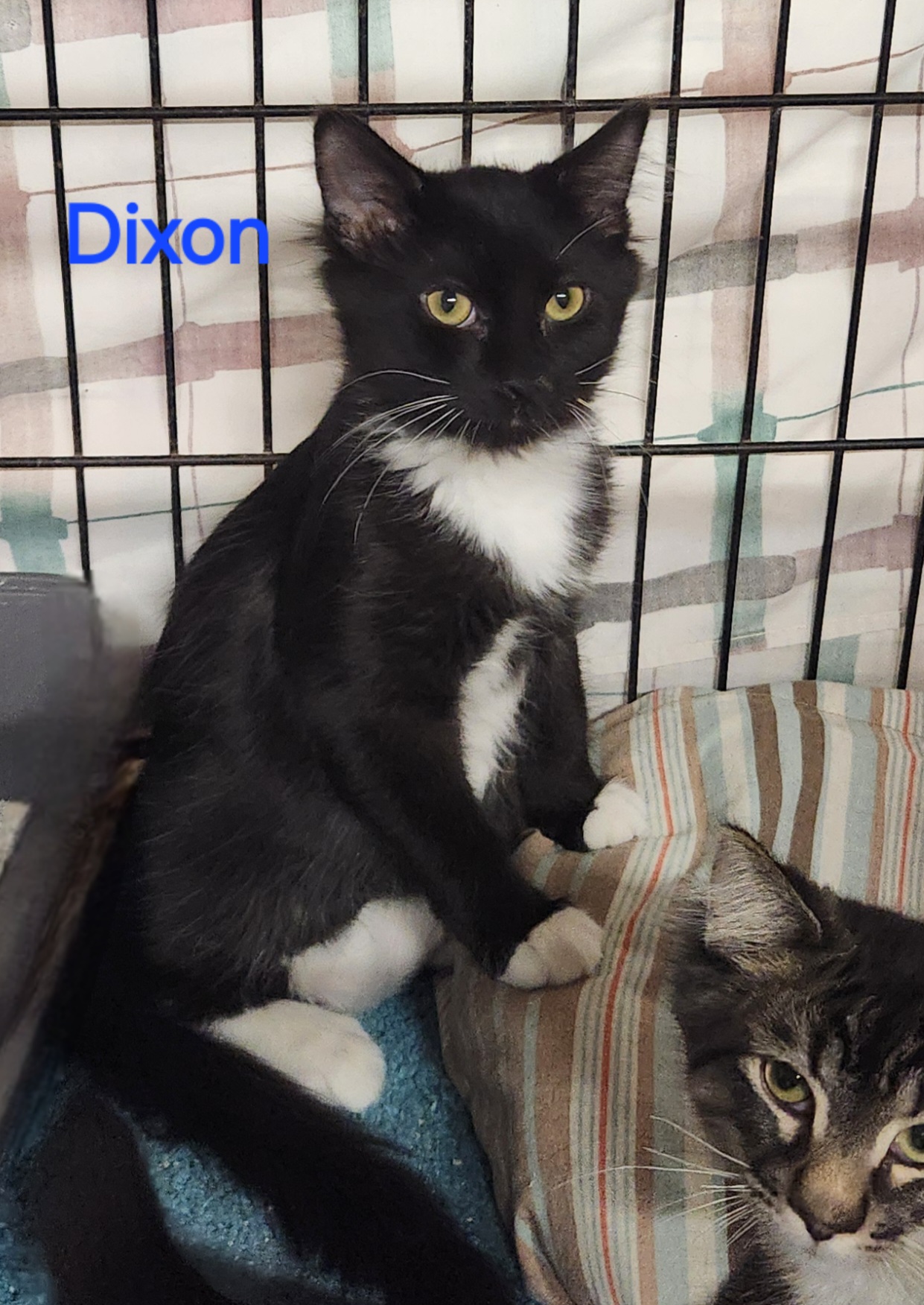Enlarge Dixon, a Adoptable mixed breed in Whitewater, WI image 3/4