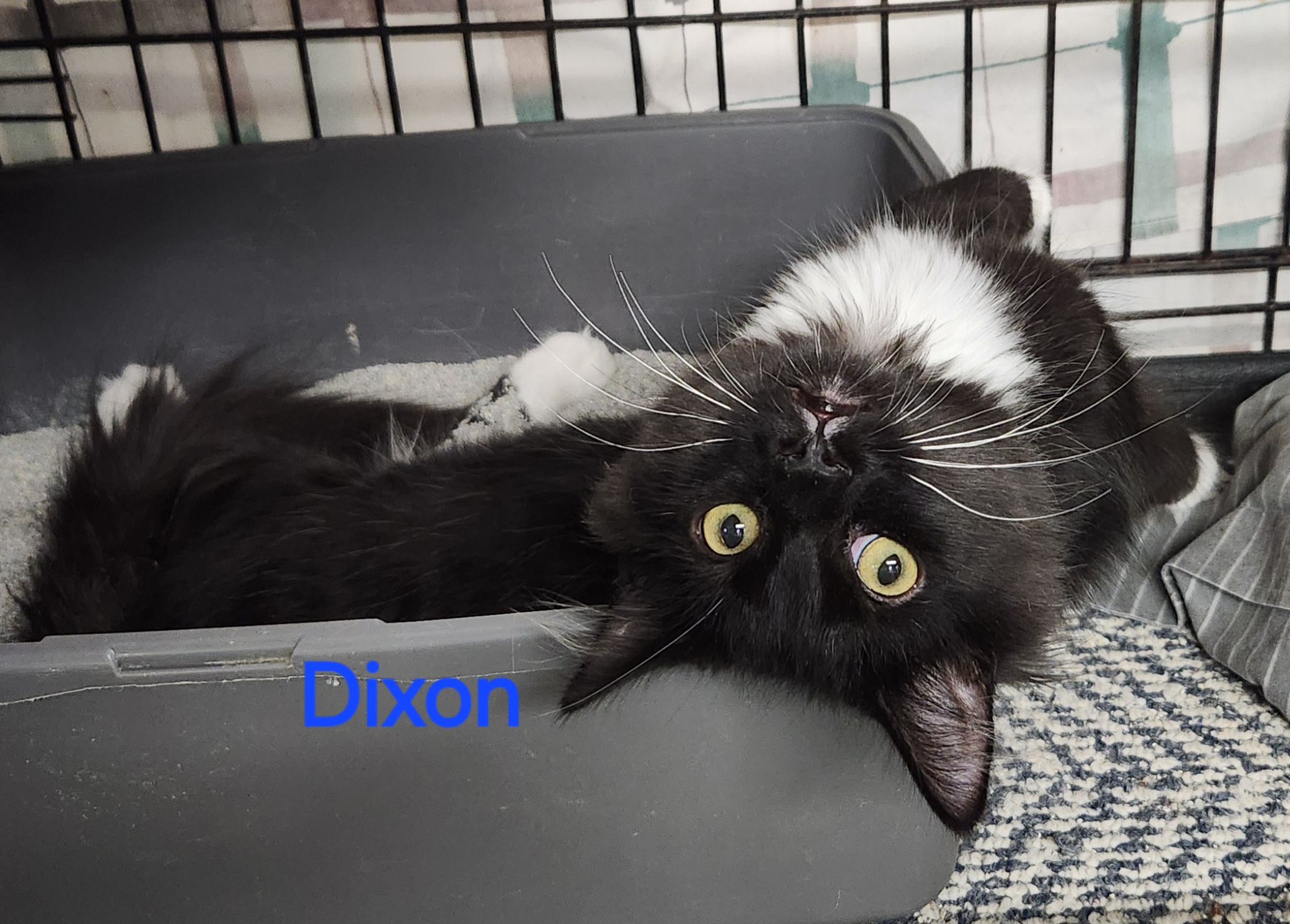 Enlarge Dixon, a Adoptable mixed breed in Whitewater, WI image 4/4