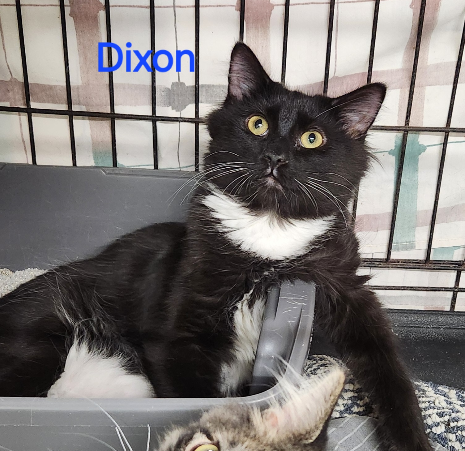 Enlarge Dixon, a Adoptable mixed breed in Whitewater, WI image 2/4