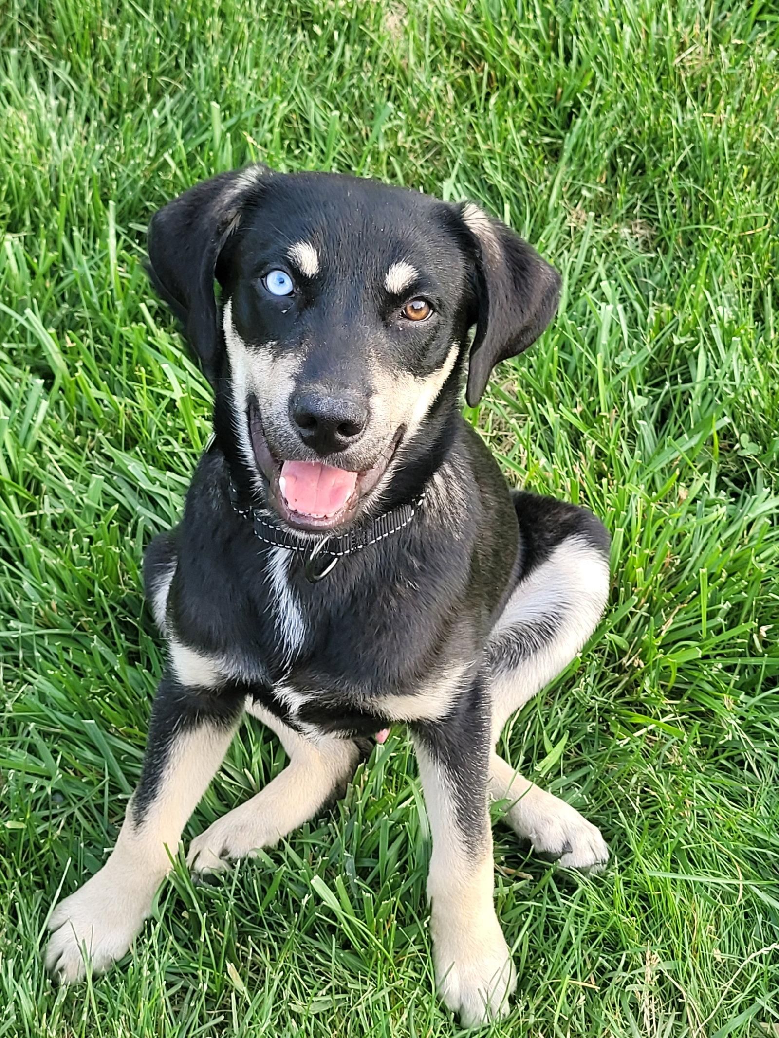 Snickers, Adoptable, Young Male Labrador Retriever & Husky.
