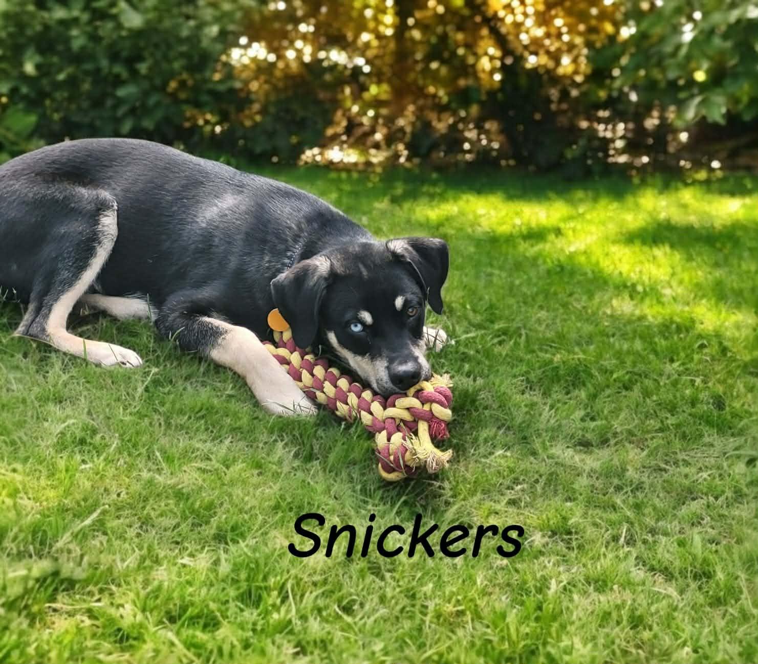 Snickers, a Adoptable mixed breed in Powell, OH image 2/3