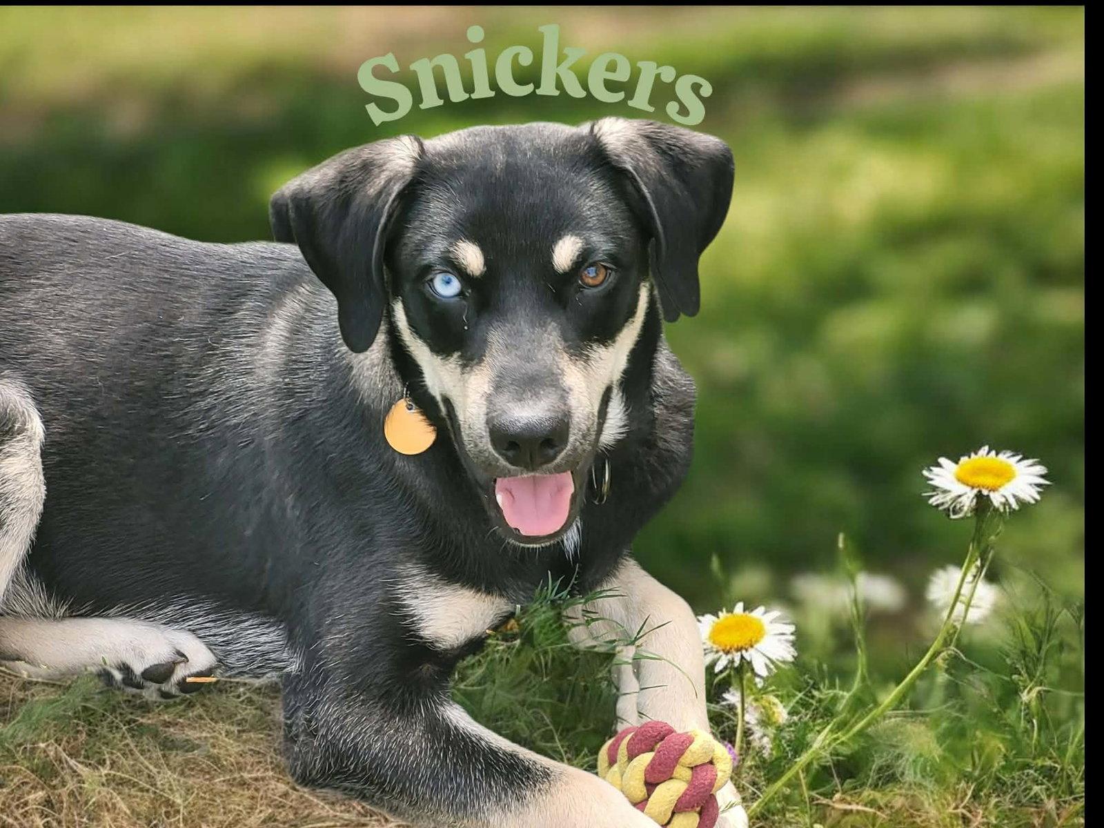 Snickers, a Adoptable mixed breed in Powell, OH image 3/3