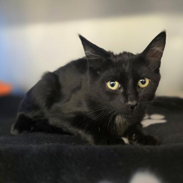 Rocky, Adoptable, Kitten Male Domestic Medium Hair.