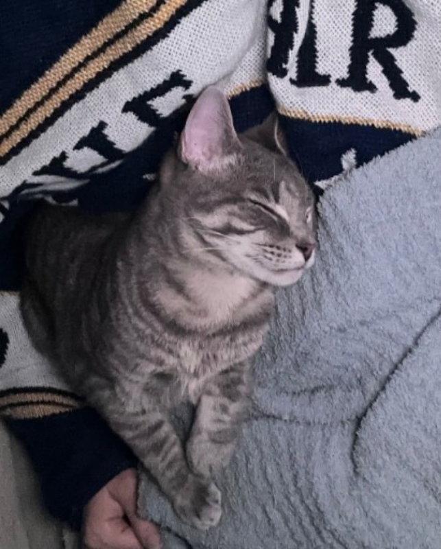 Enlarge Remy, a Adoptable Tabby in Knoxville, TN image 1/3