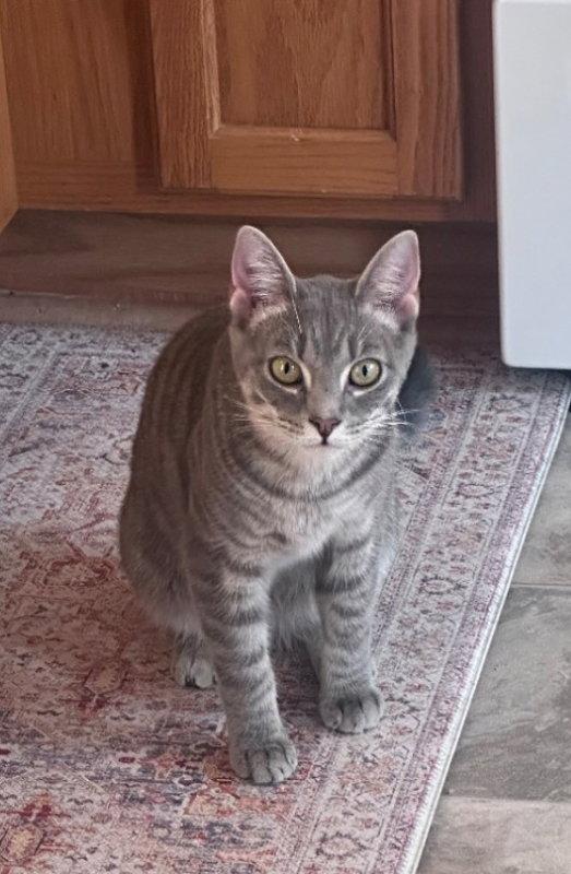 Enlarge Remy, a Adoptable Tabby in Knoxville, TN image 2/3