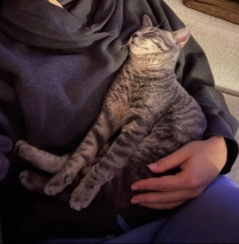 Enlarge Remy, a Adoptable Tabby in Knoxville, TN image 3/3