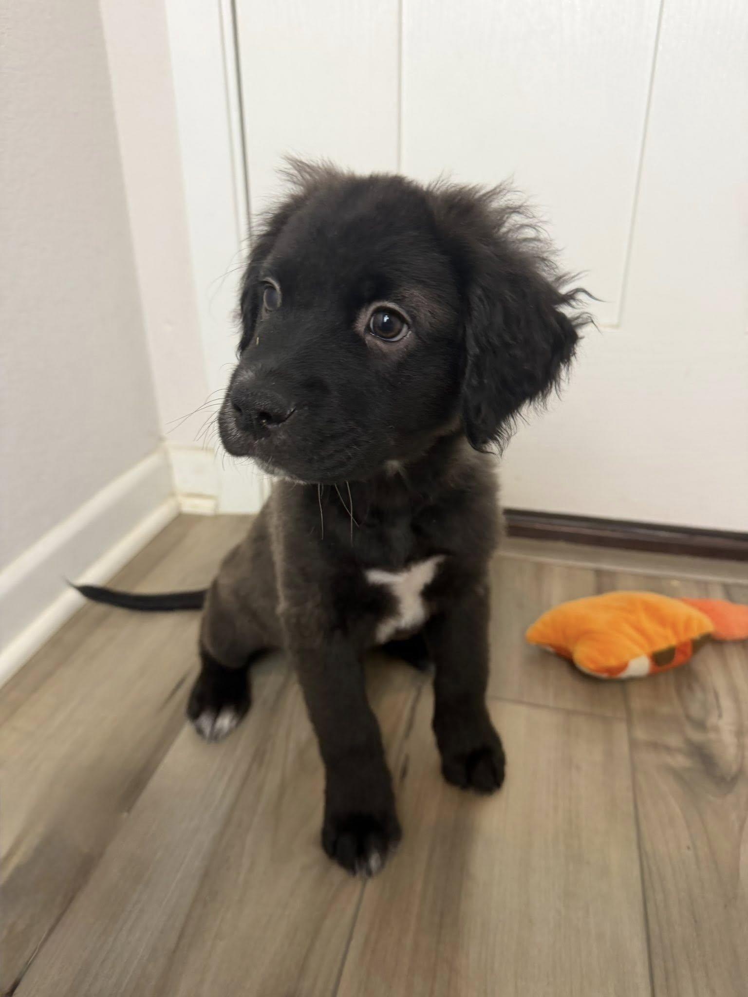 Enlarge Onyx, an adoption pending mixed breed in Temple, TX image 1/6