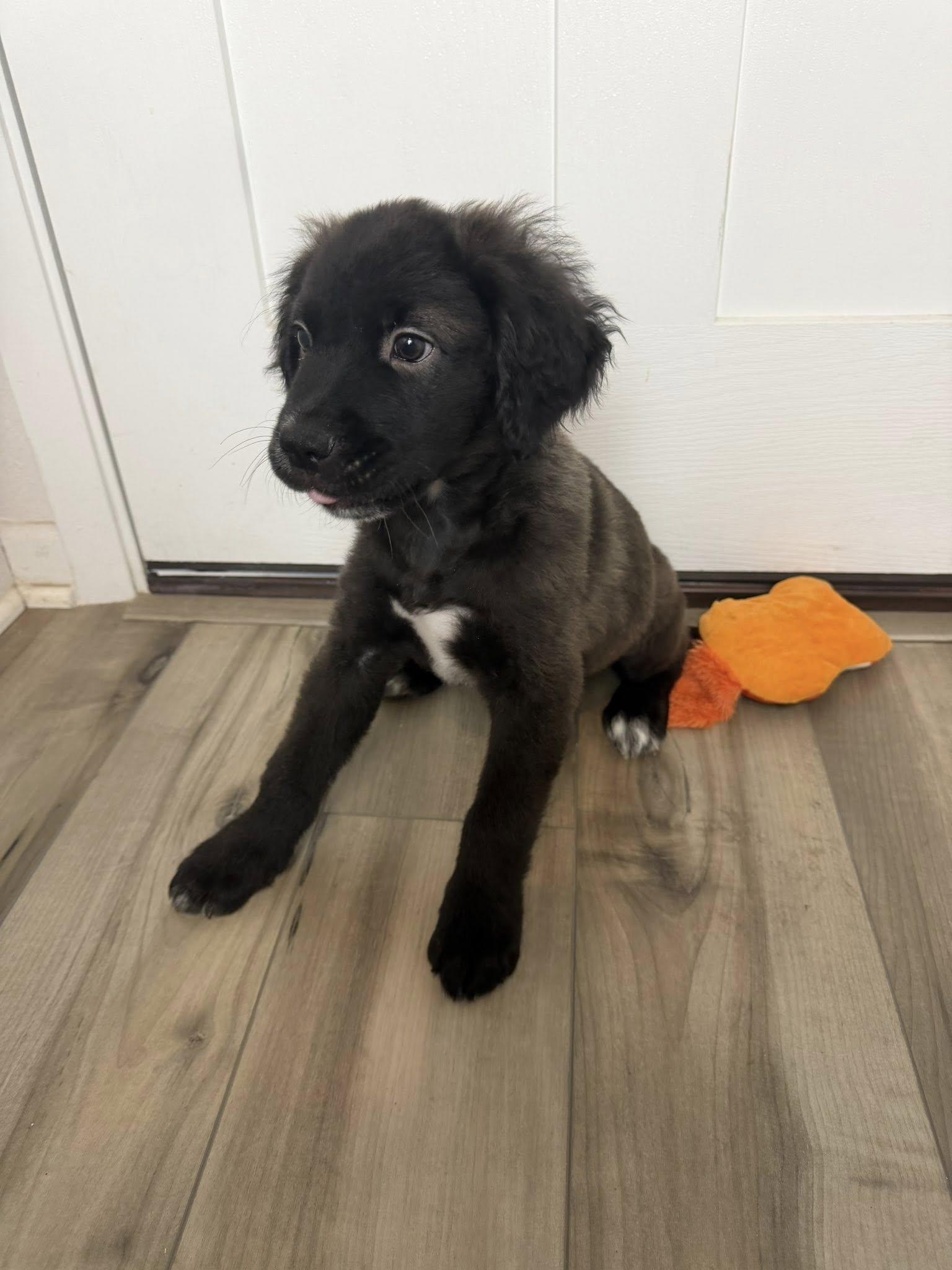 Enlarge Onyx, an adoption pending mixed breed in Temple, TX image 2/6