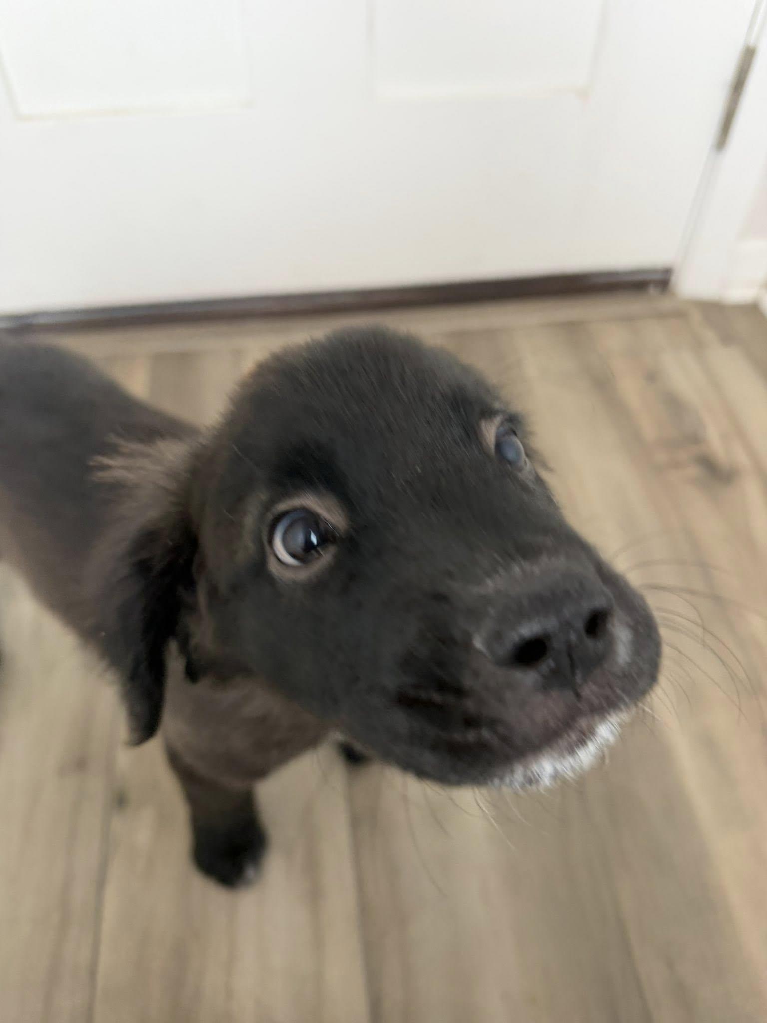 Enlarge Onyx, an adoption pending mixed breed in Temple, TX image 3/6