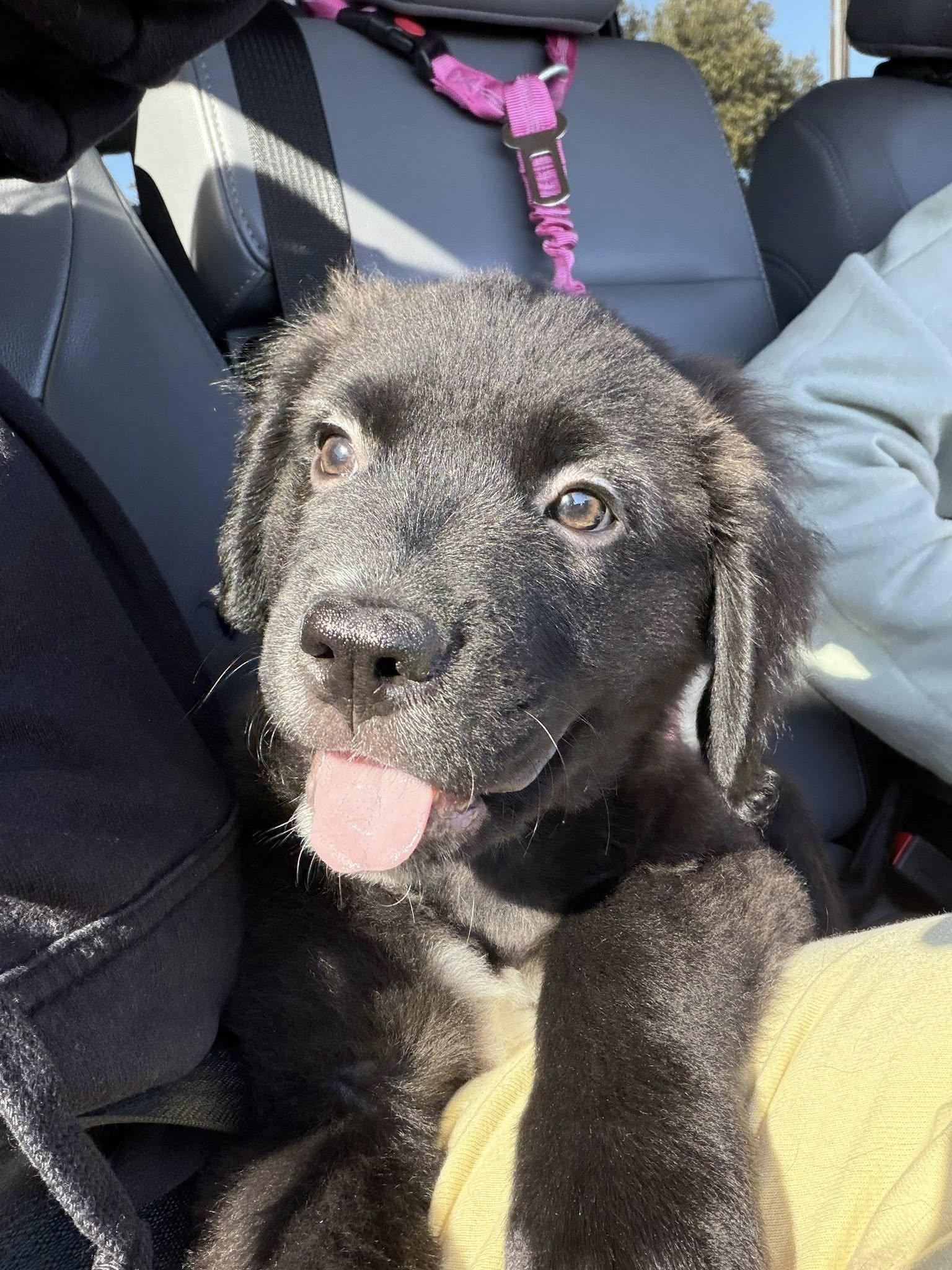 Enlarge Onyx, an adoption pending mixed breed in Temple, TX image 4/6