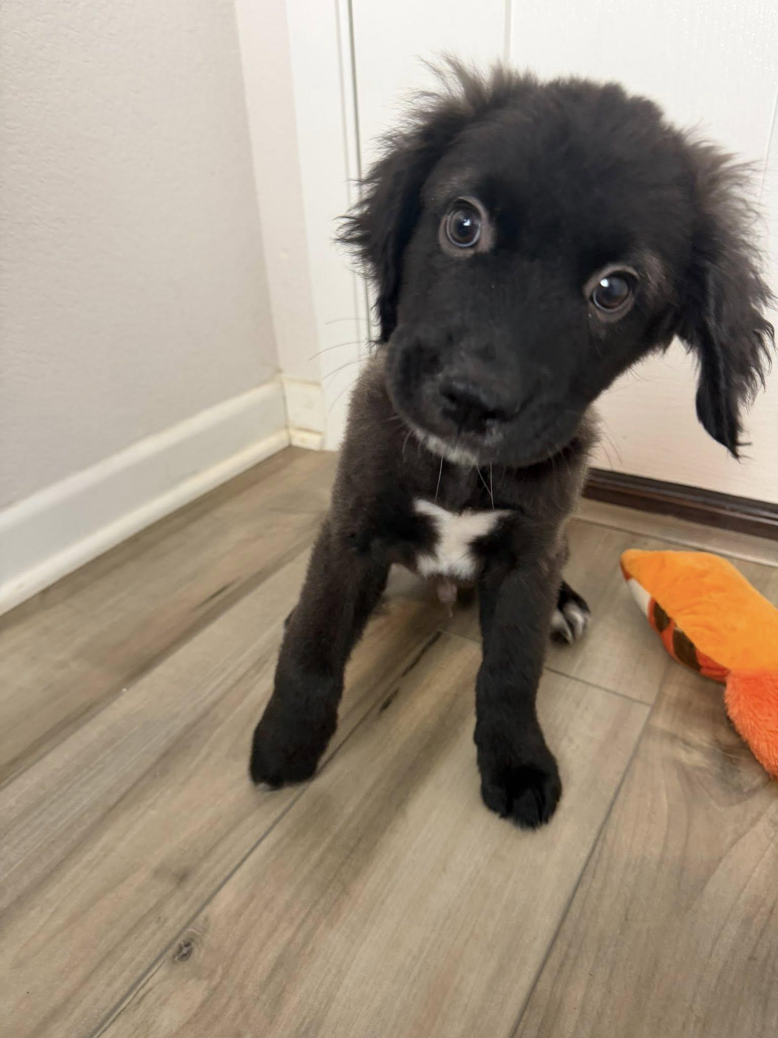 Enlarge Onyx, an adoption pending mixed breed in Temple, TX image 5/6