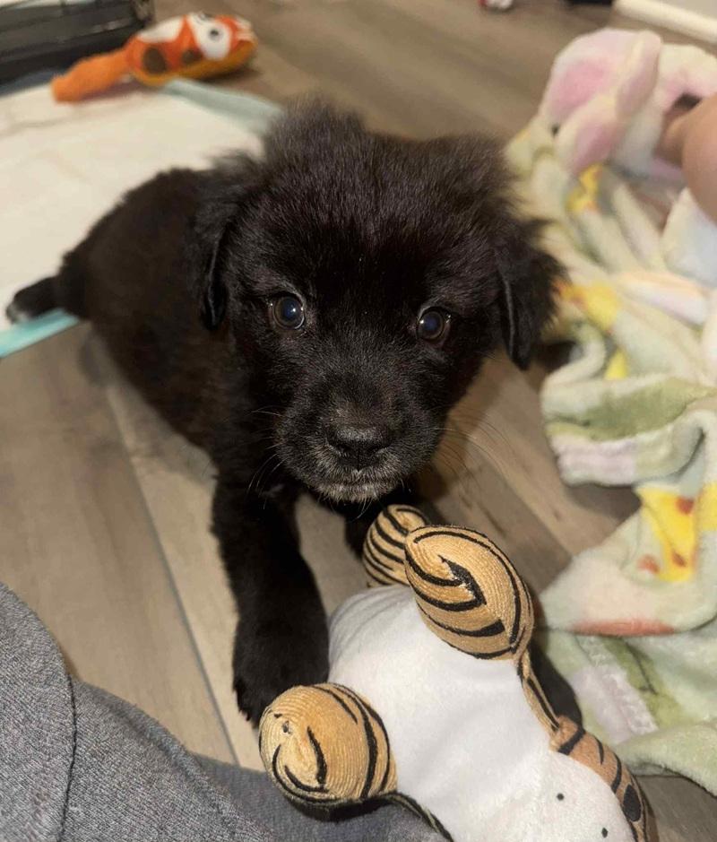 Enlarge Onyx, an adoption pending mixed breed in Temple, TX image 6/6