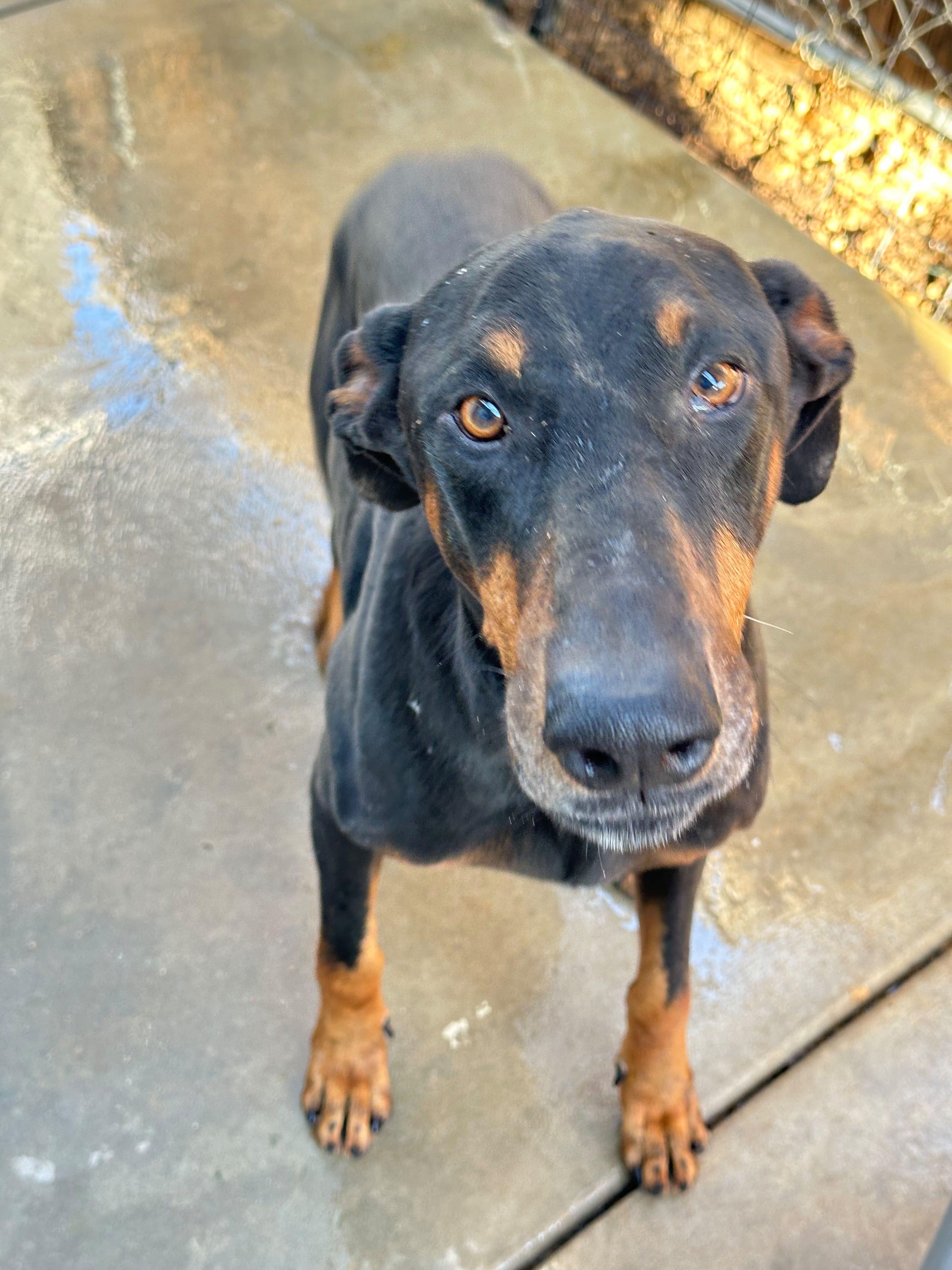 Vader, Adoptable, Adult Male Doberman Pinscher.