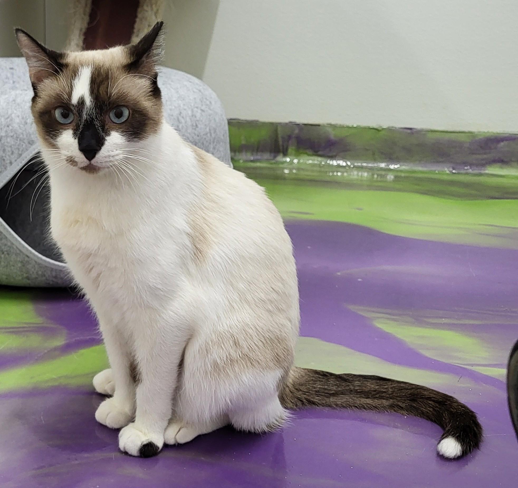 Toffee, ADOPTABLE, Adult Male Ragdoll.