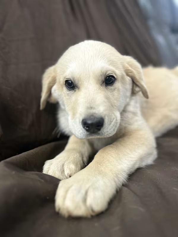 Bingo!, adopted, Puppy Male Labrador Retriever & Anatolian Shepherd.