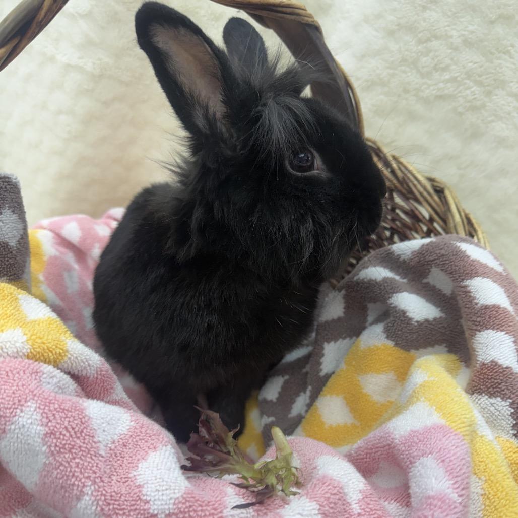 Enlarge Elvis, a Adoptable Bunny Rabbit in North Canton, OH image 1/3