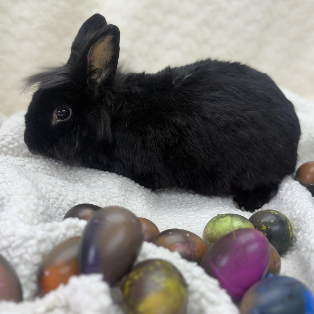Enlarge Elvis, a Adoptable Bunny Rabbit in North Canton, OH image 2/3