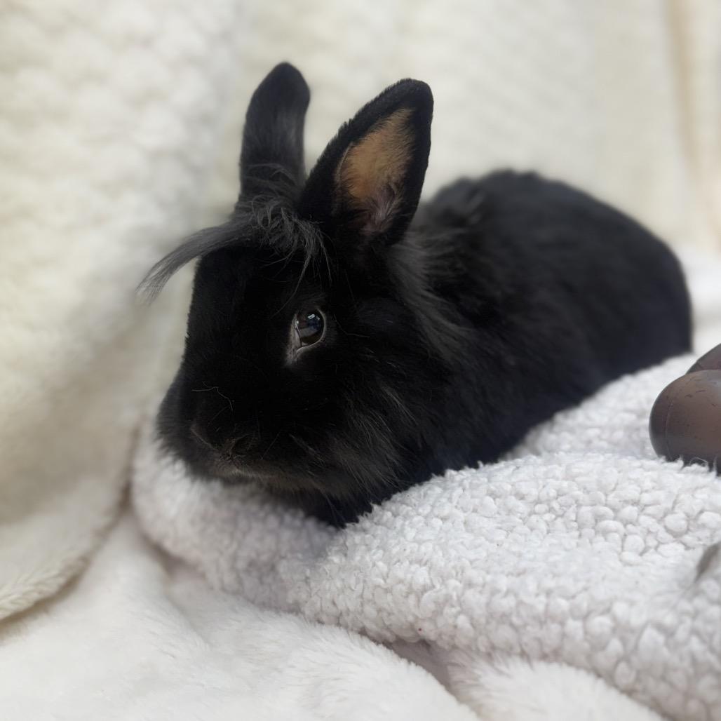 Enlarge Elvis, a Adoptable Bunny Rabbit in North Canton, OH image 3/3