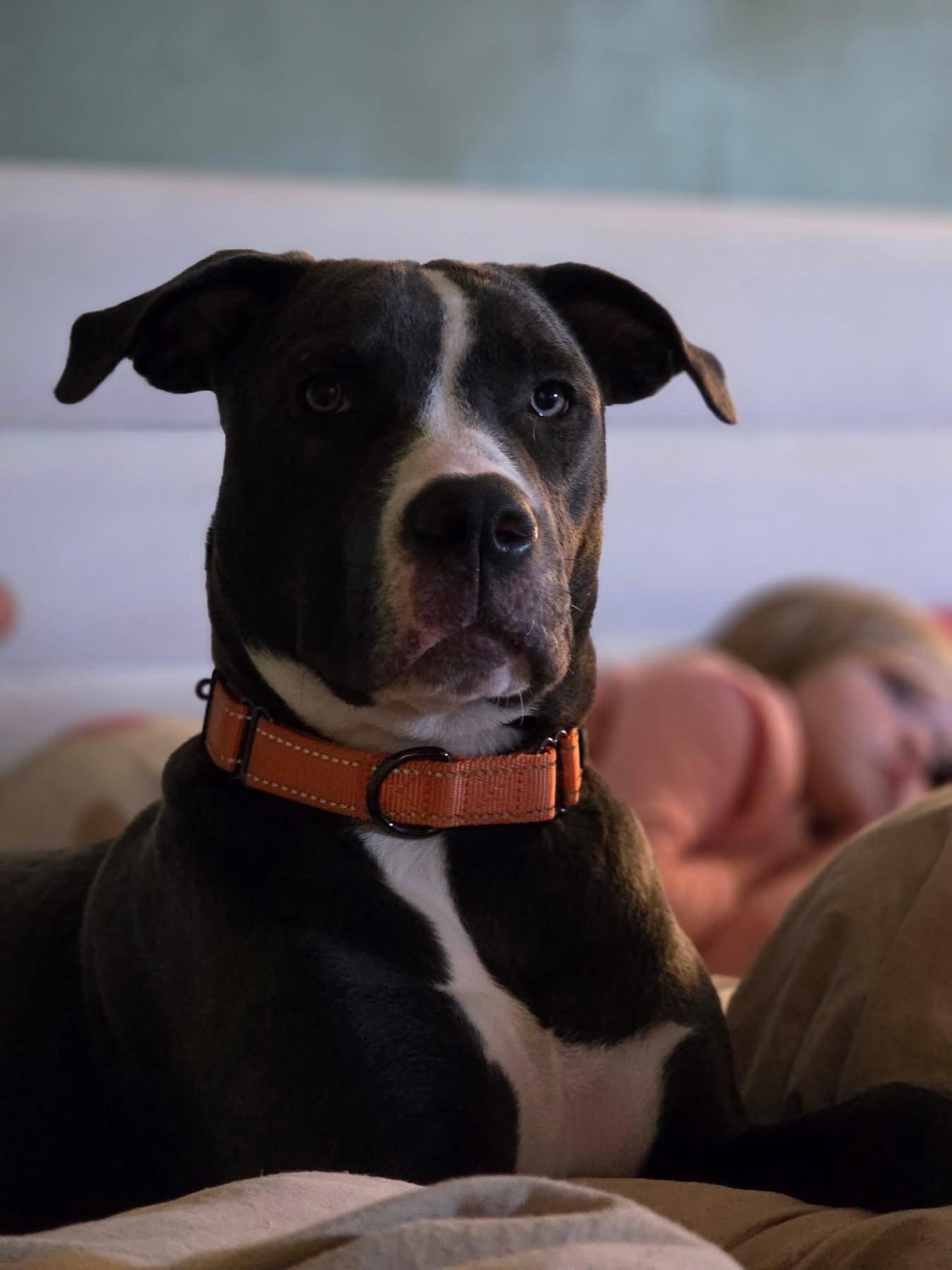 Daisy Mae, Adopted, Puppy Female Pit Bull Terrier.