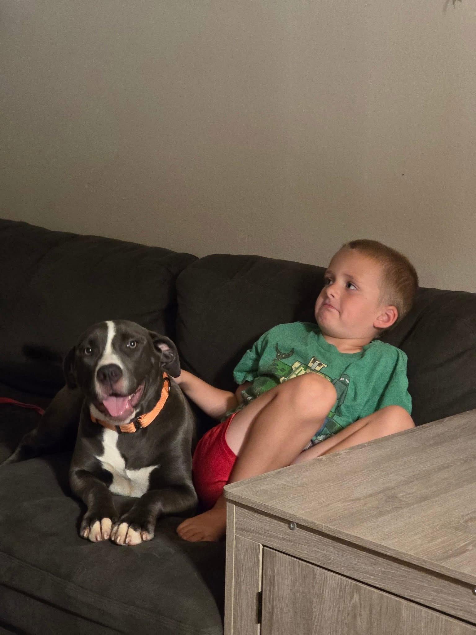 Enlarge Daisy Mae, a Adopted Pit Bull Terrier in New London, WI image 2/3