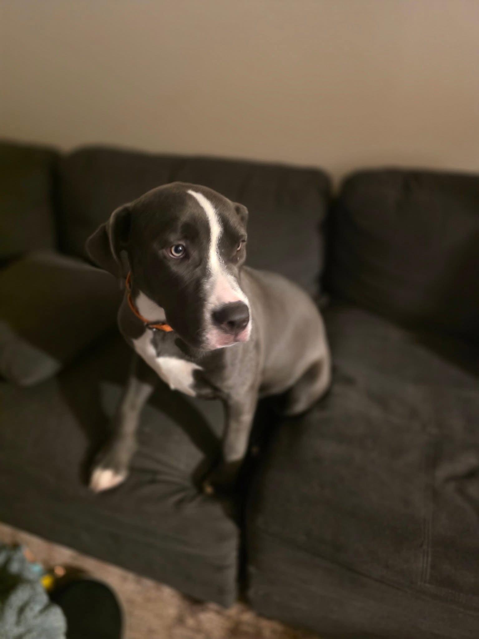 Enlarge Daisy Mae, a Adopted Pit Bull Terrier in New London, WI image 3/3