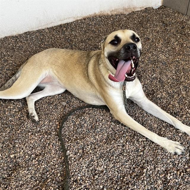 MOANA, Adoptable, Adult Female Black Mouth Cur & German Shepherd Dog.