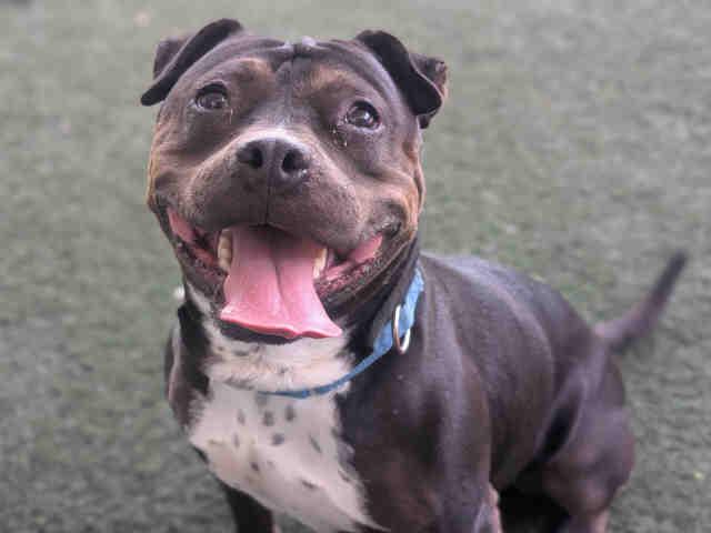 INDY, Adoptable, Adult Female Pit Bull Terrier.