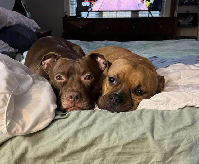 Sienna, a Adoptable American Bully in Darien Center, NY image 5/5