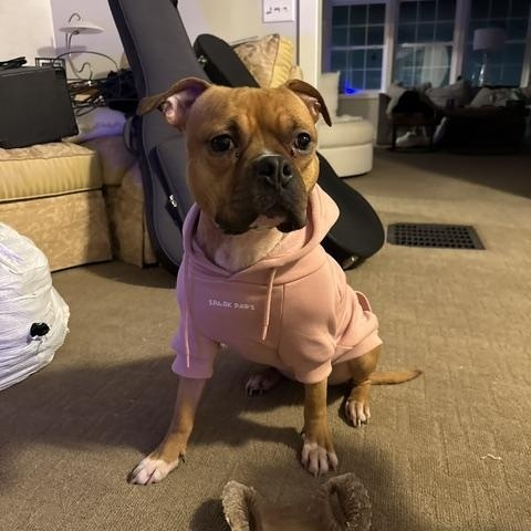 Sienna, Adoptable, Adult Female American Bully.