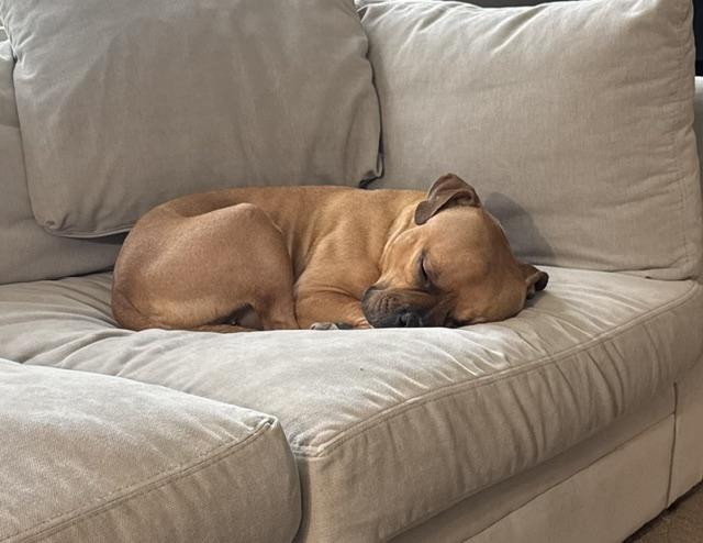 Sienna, a Adoptable American Bully in Darien Center, NY image 3/5