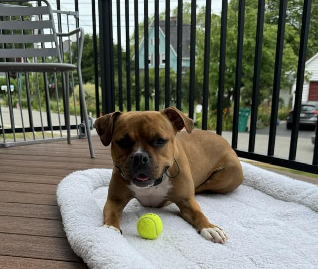 Sienna, a Adoptable American Bully in Darien Center, NY image 2/5