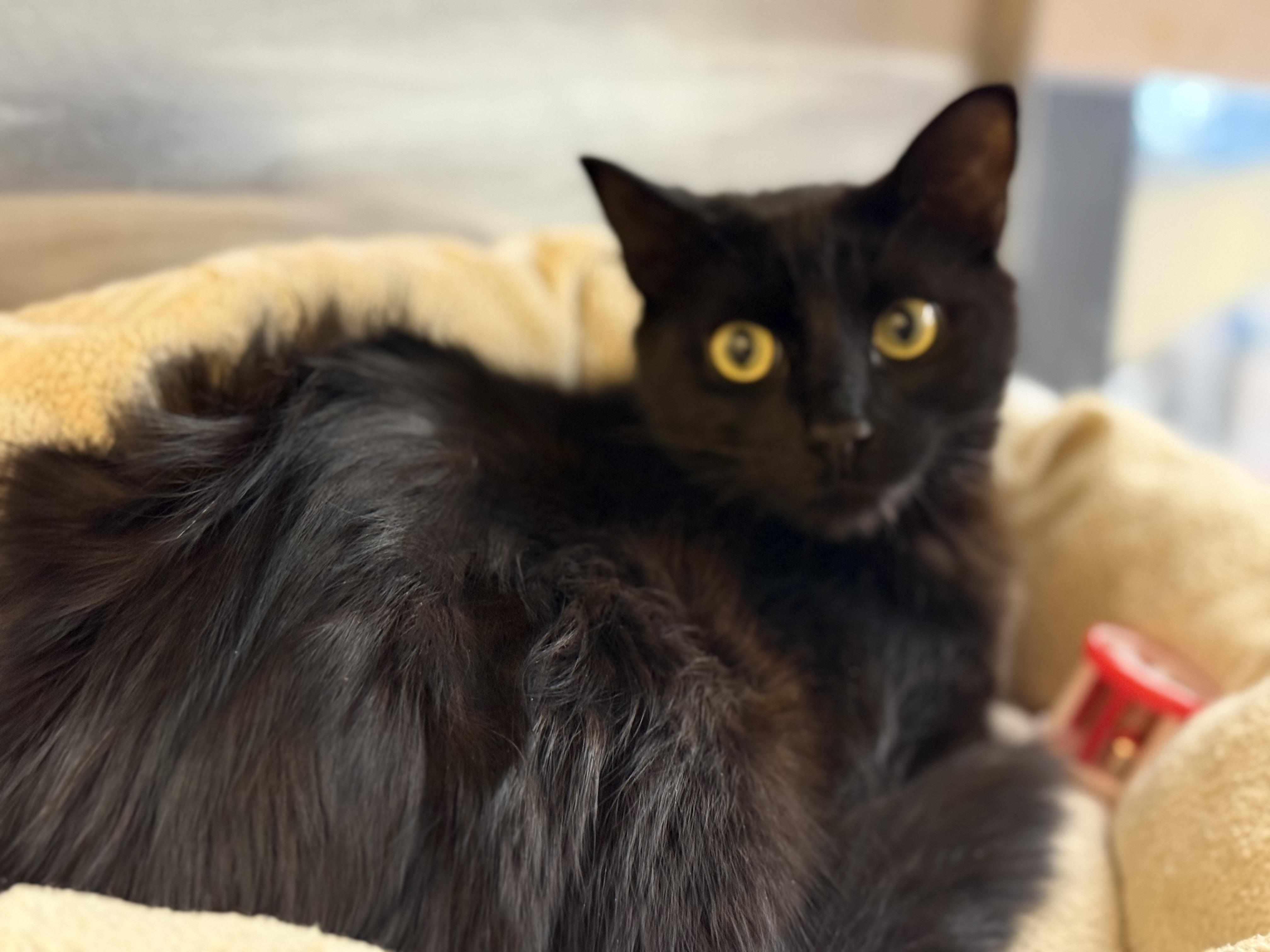 Luna, ADOPTABLE, Adult Female Domestic Long Hair.