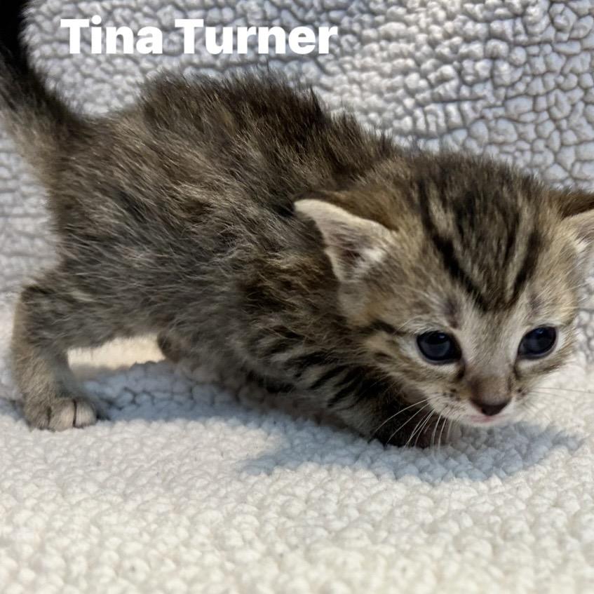 Tina Turner, a Adoptable Domestic Short Hair in Corydon, IN image 1/2