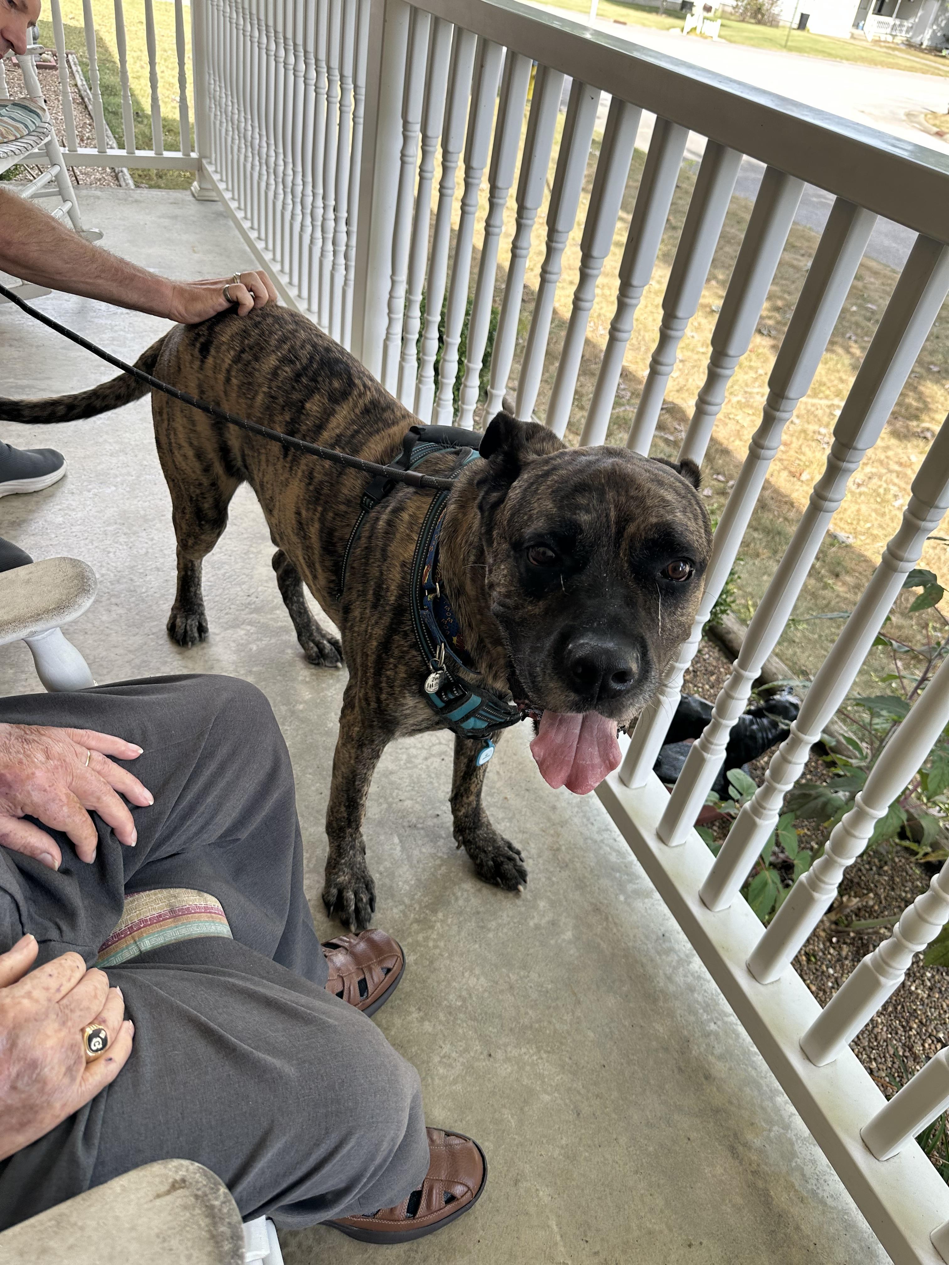 Zeus, a Adoptable mixed breed in Greenwood, IN image 2/6