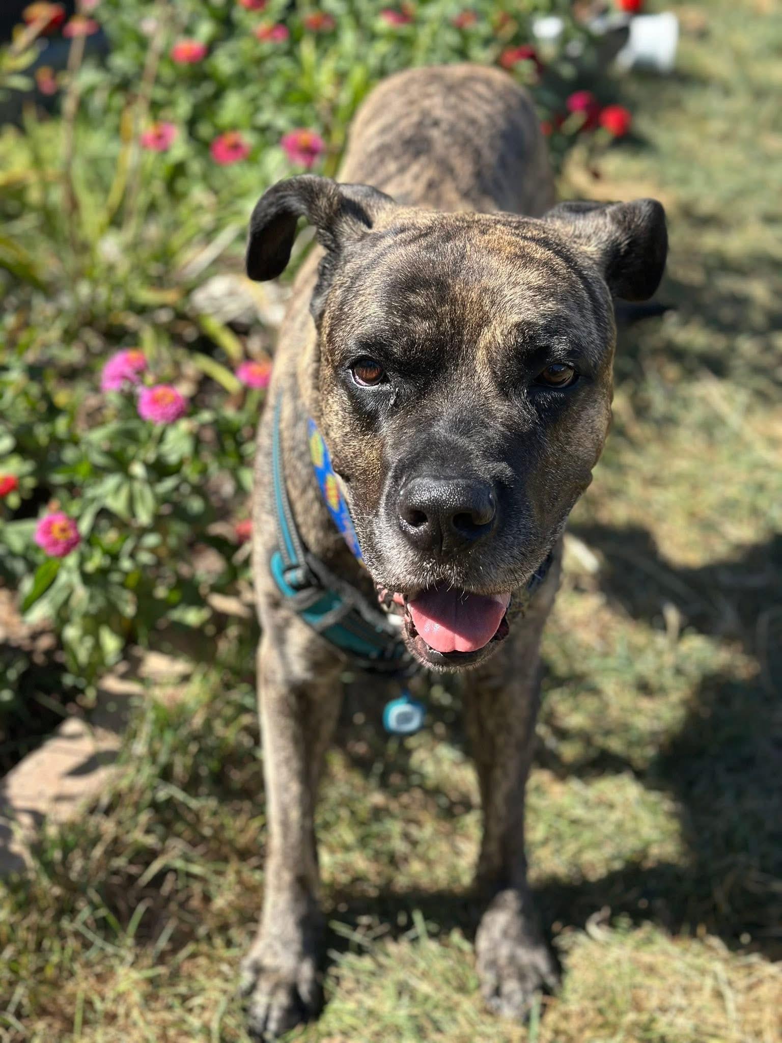 Zeus, a Adoptable mixed breed in Greenwood, IN image 4/6