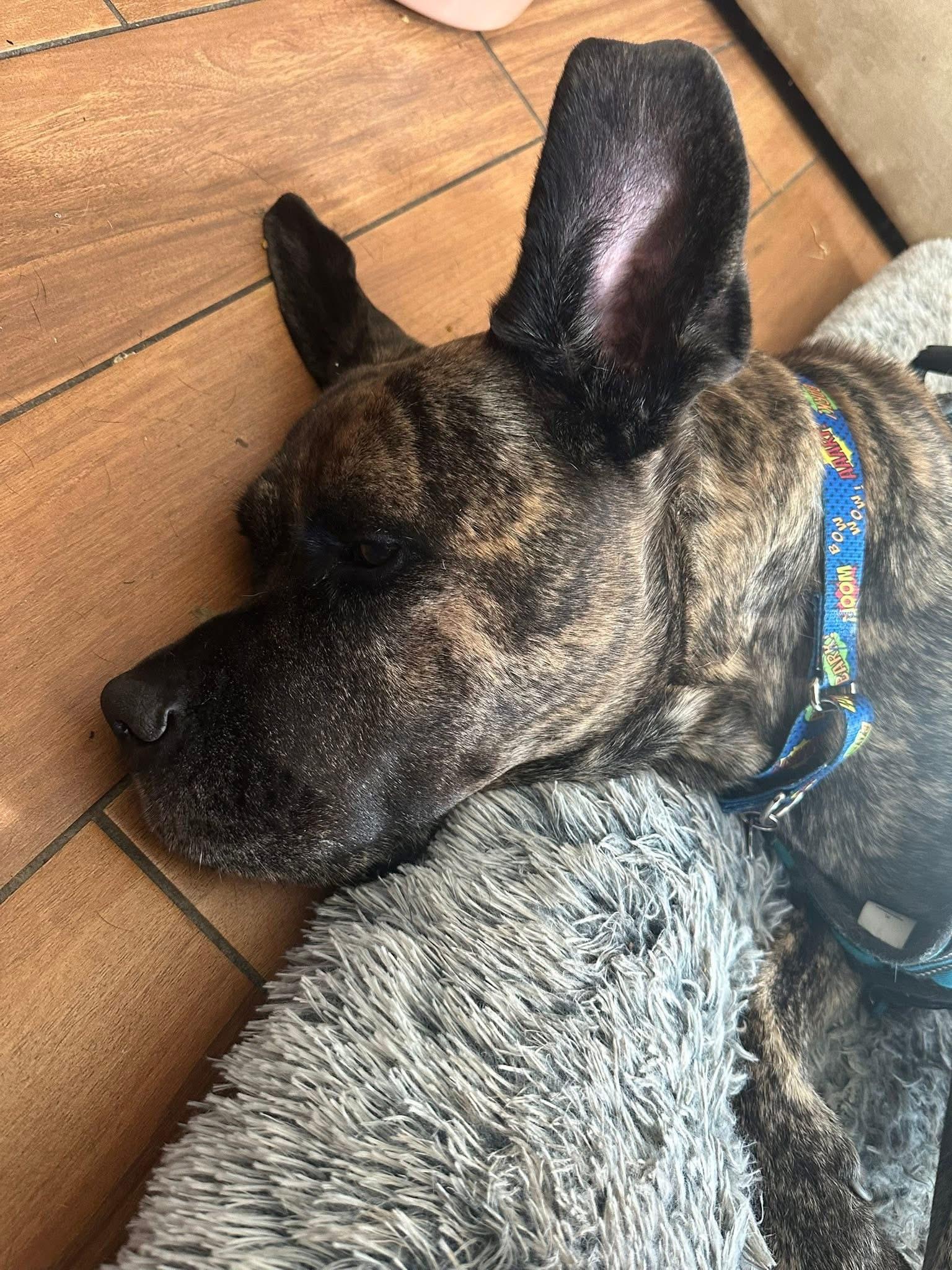 Zeus, a Adoptable mixed breed in Greenwood, IN image 5/6