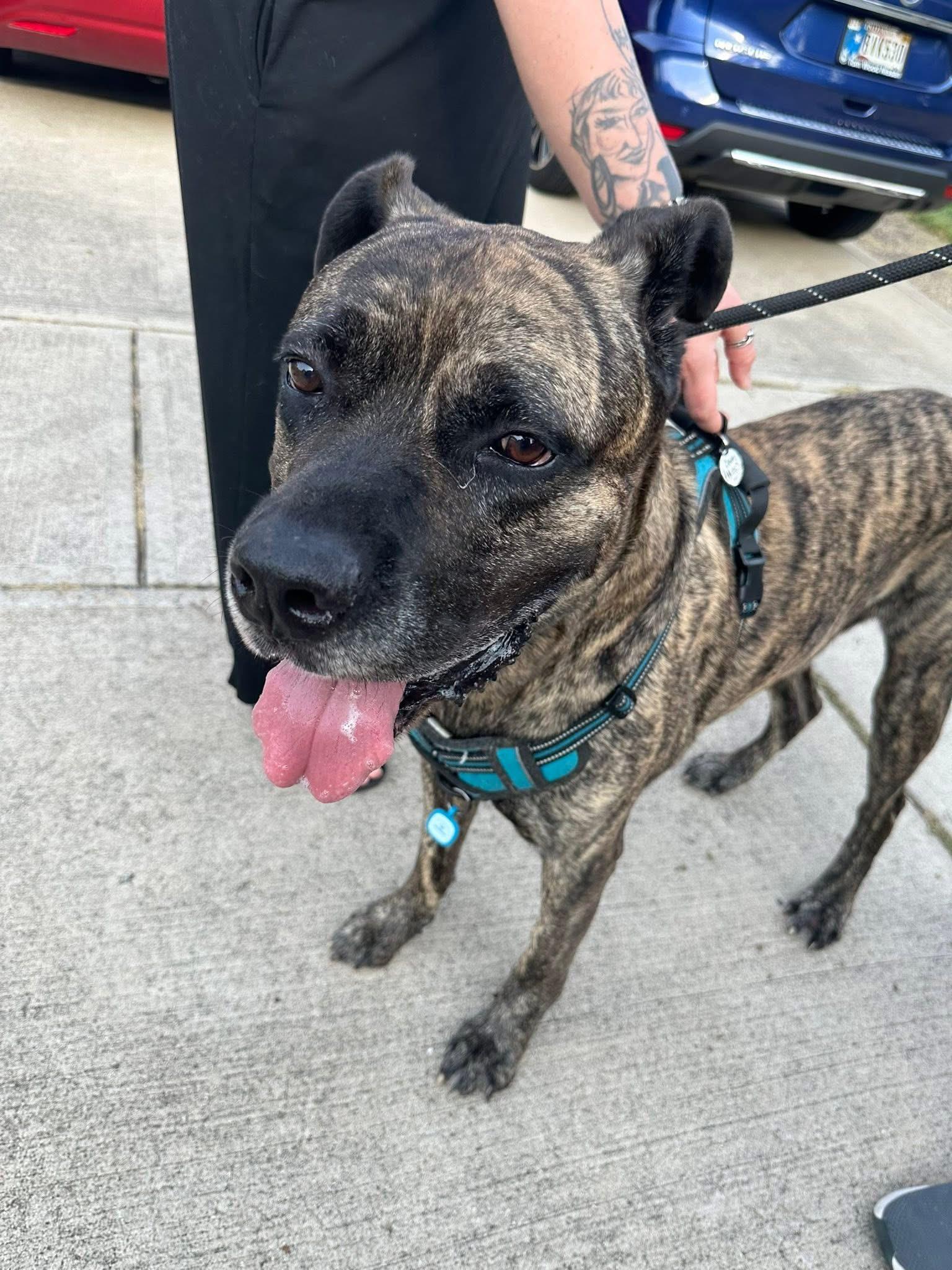 Zeus, a Adoptable mixed breed in Greenwood, IN image 6/6