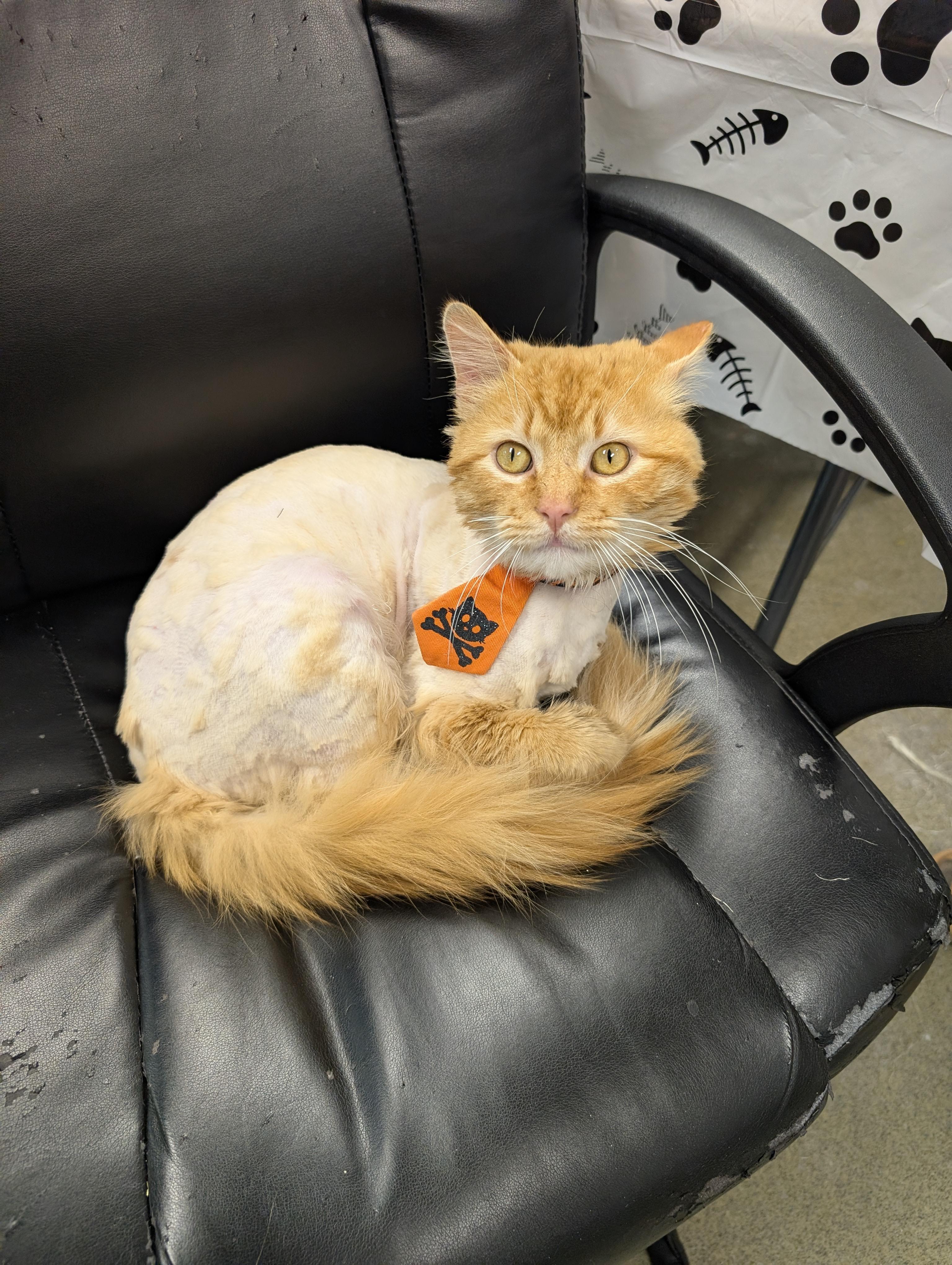 Enlarge Tricky Man, an adopted Domestic Short Hair in Hartville, OH image 3/3