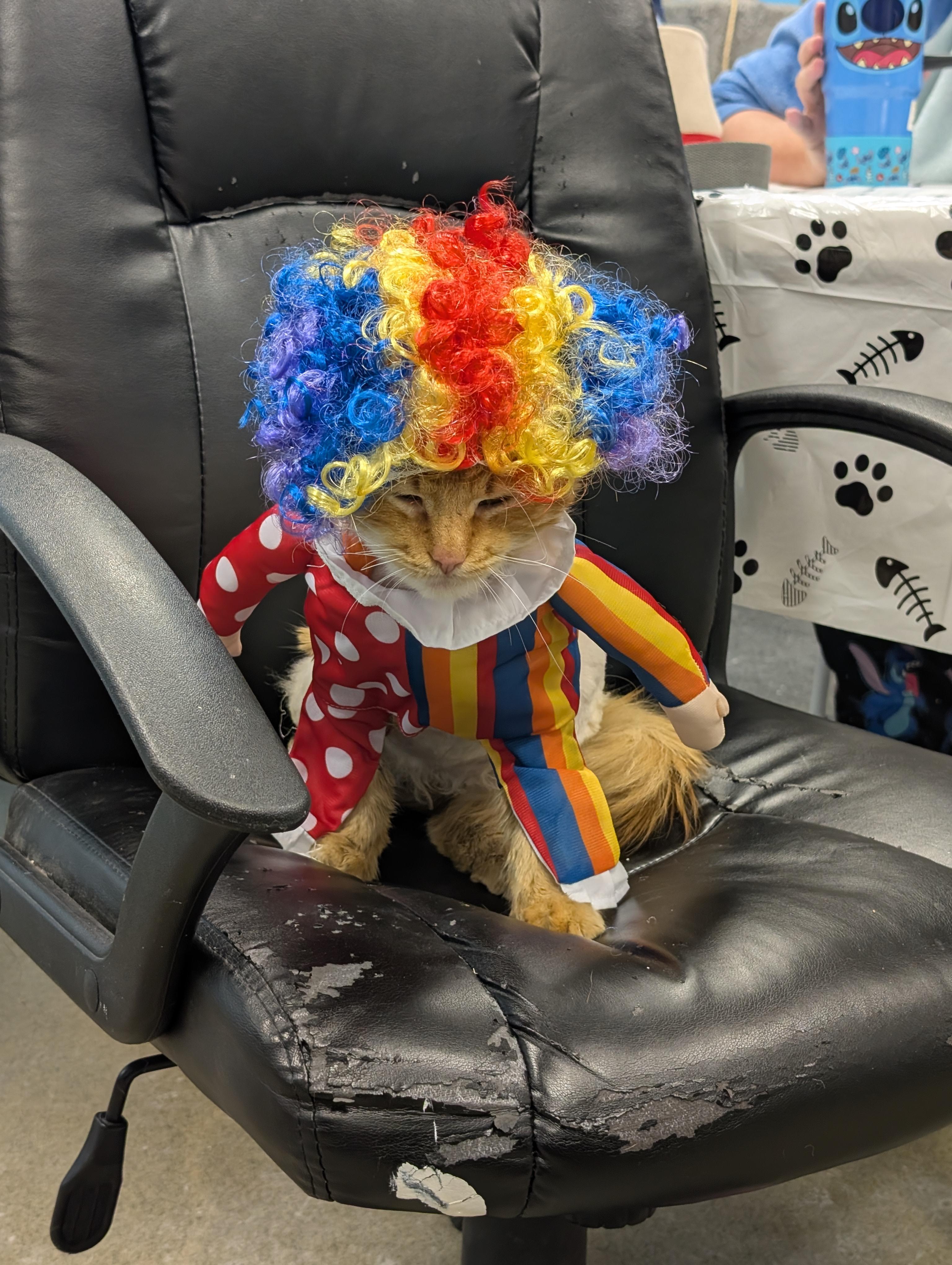 Enlarge Tricky Man, an adopted Domestic Short Hair in Hartville, OH image 2/3