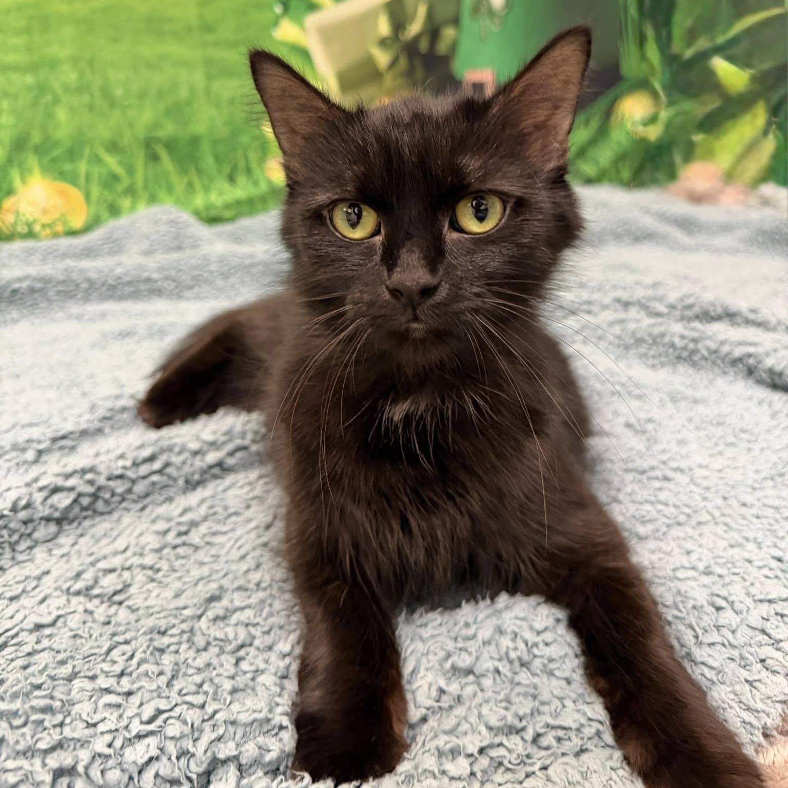 Lullaby, ADOPTABLE, Adult Female Domestic Medium Hair.