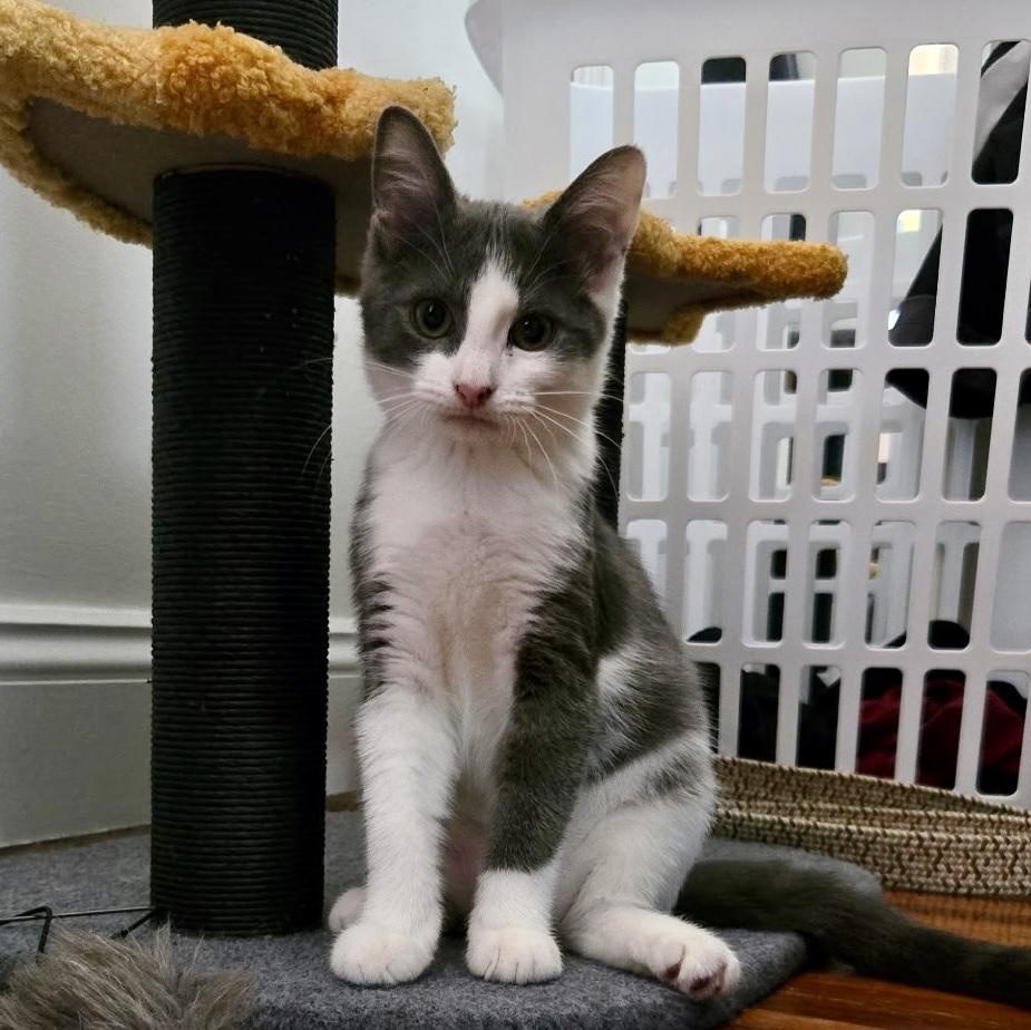 Sprout, Adoptable, Kitten Female Domestic Short Hair.