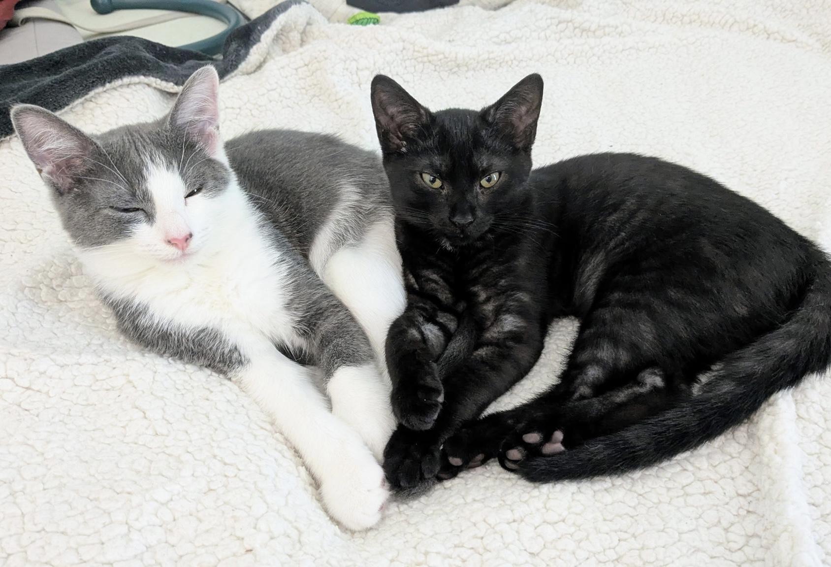 Enlarge Sprout, a Adoptable Domestic Short Hair in Alexandria, VA image 4/6