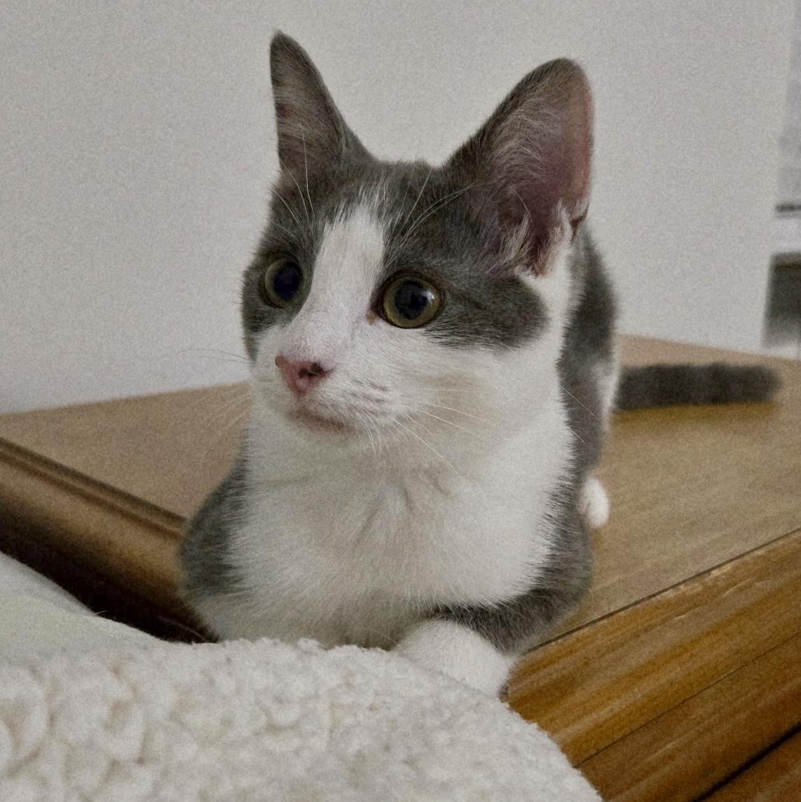 Enlarge Sprout, a Adoptable Domestic Short Hair in Alexandria, VA image 3/6