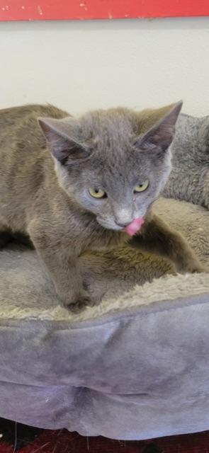 CIRRUS!, a Adoptable mixed breed in Owensboro, KY image 1/6