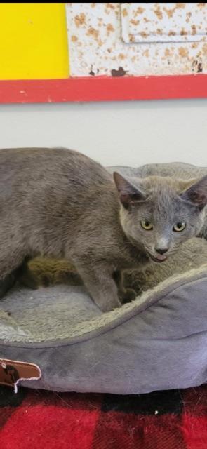 CIRRUS!, a Adoptable mixed breed in Owensboro, KY image 2/6