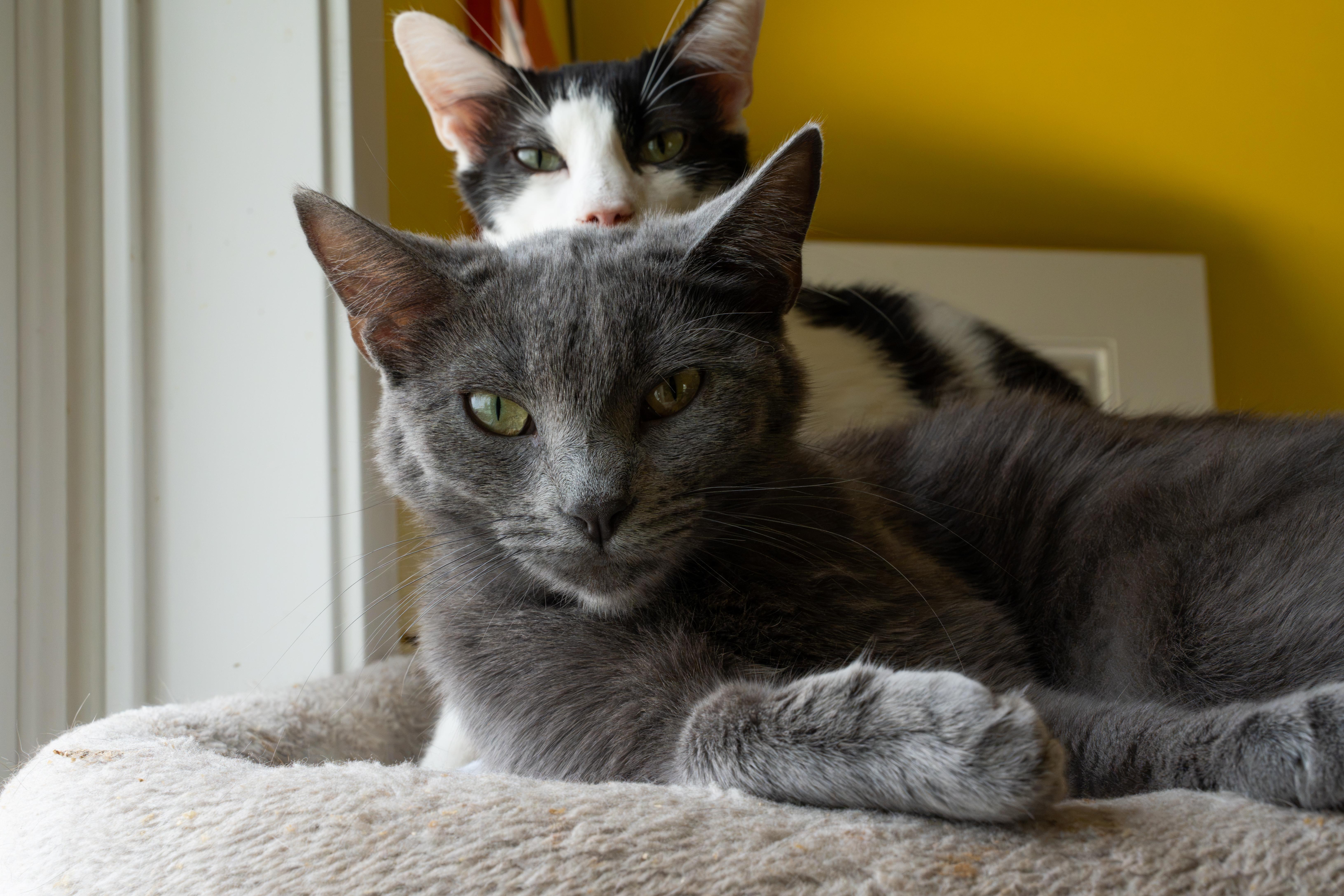 Enlarge CIRRUS!, a Adoptable mixed breed in Owensboro, KY image 6/6
