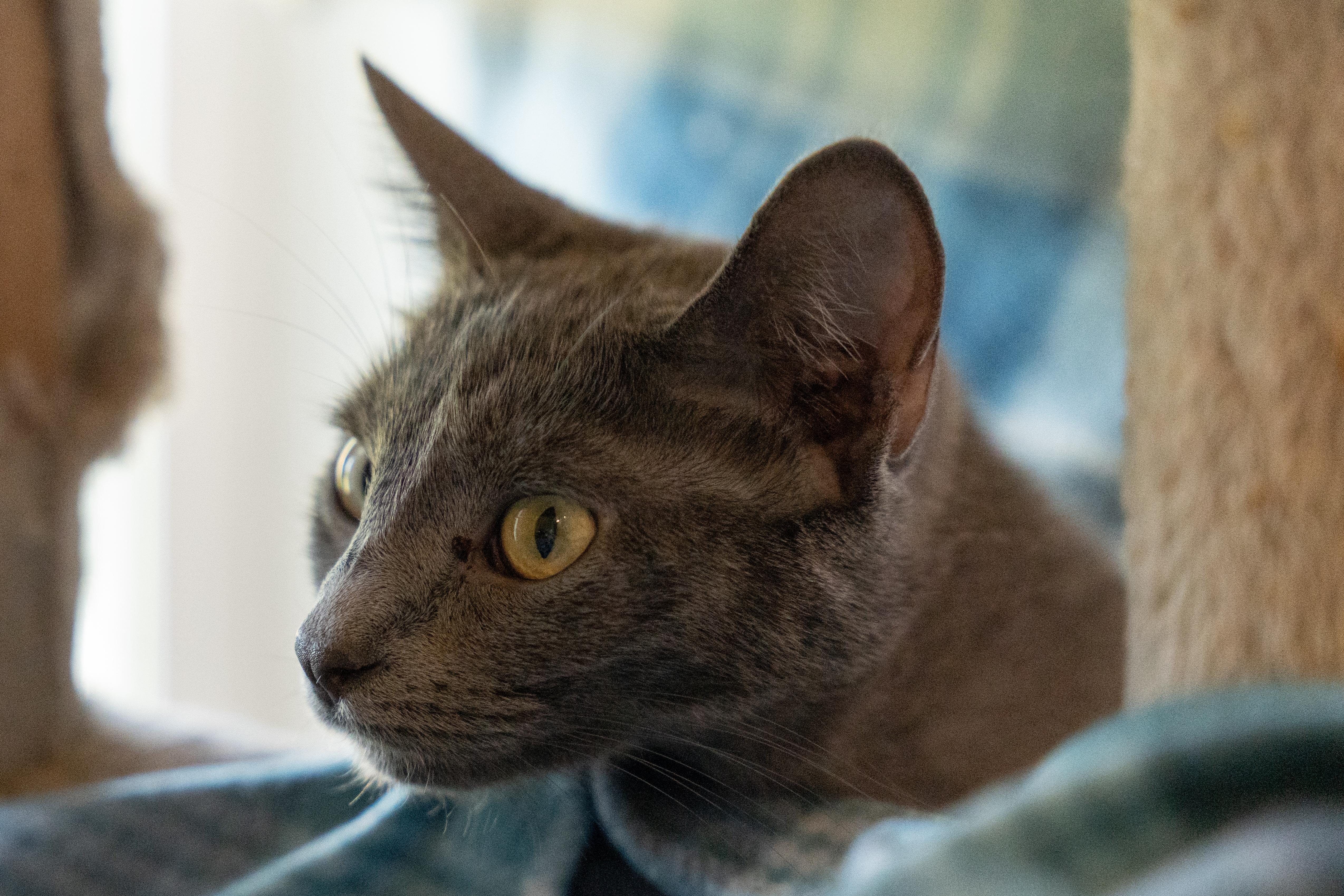 Enlarge CIRRUS!, a Adoptable mixed breed in Owensboro, KY image 5/6