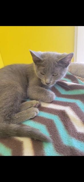 CIRRUS!, a Adoptable mixed breed in Owensboro, KY image 4/6