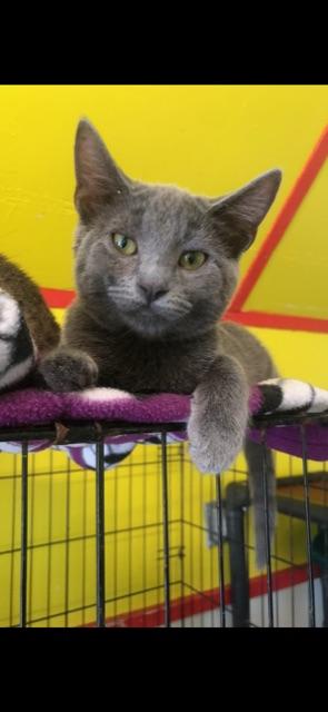 CIRRUS!, a Adoptable mixed breed in Owensboro, KY image 5/6