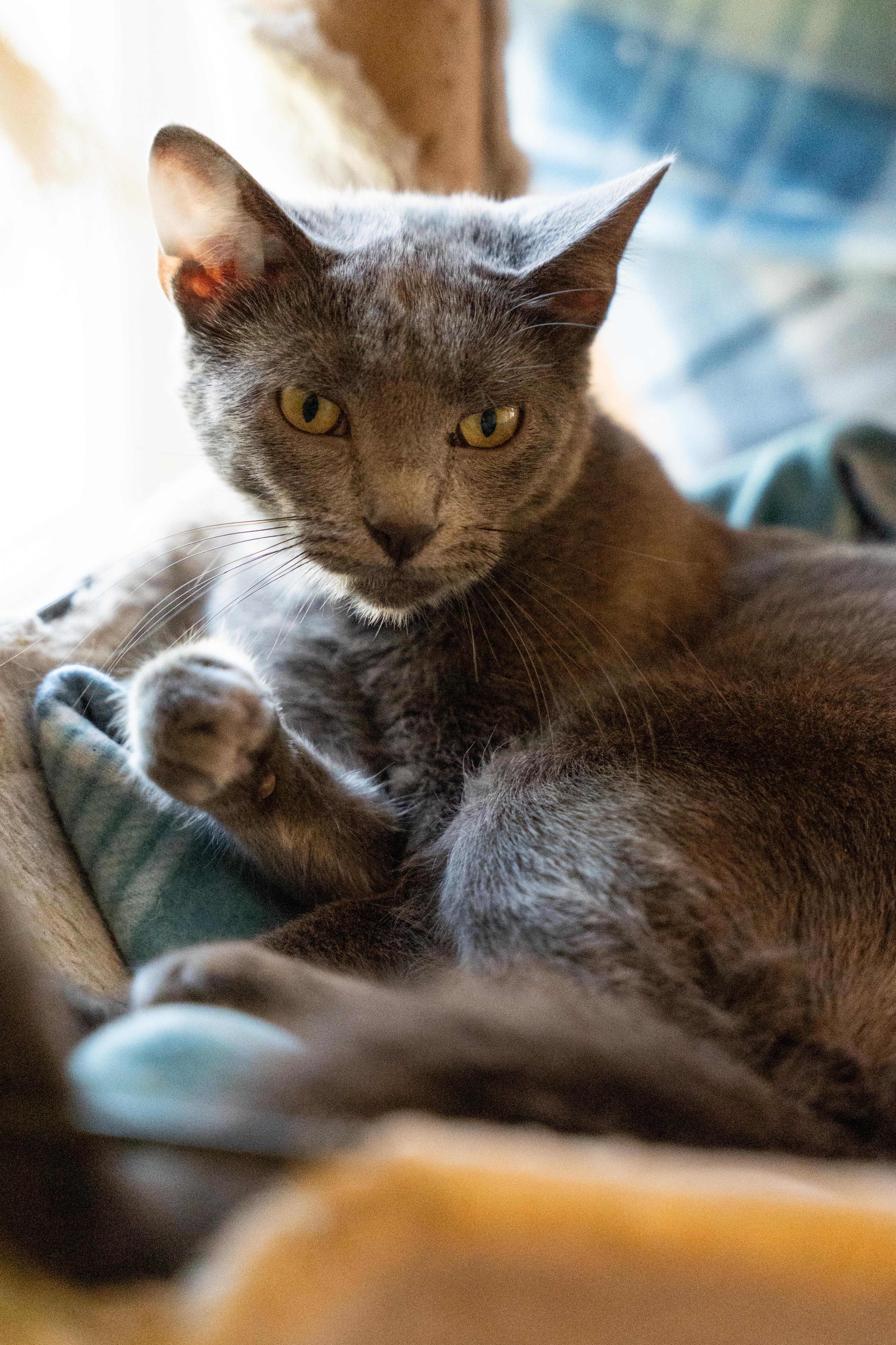 Enlarge CIRRUS!, a Adoptable mixed breed in Owensboro, KY image 3/6